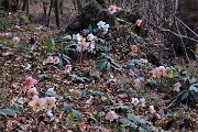 88 Spettacolo di ellebori in fiore